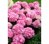 Гортензия Пинк Бьюти (''Pink Beauty") С 2,5; 2 года